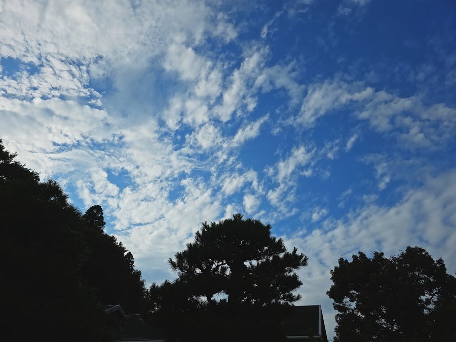 夏空と木立